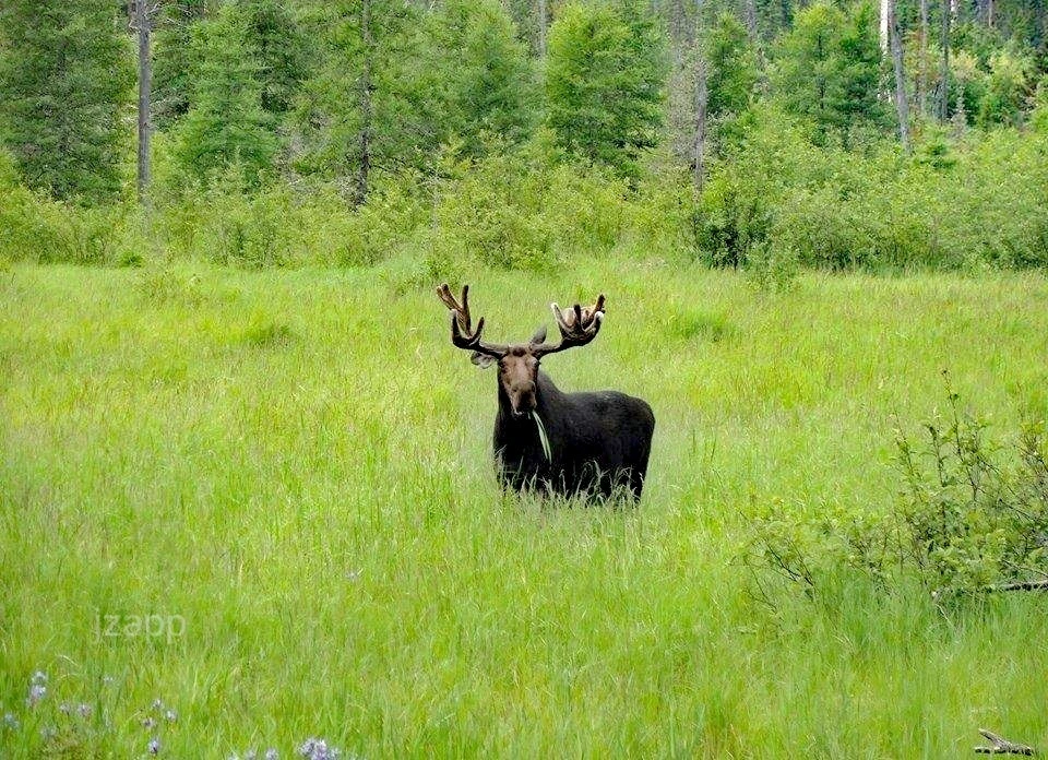 moose in a grassy field near trees